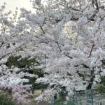 五月山公園の満開の桜