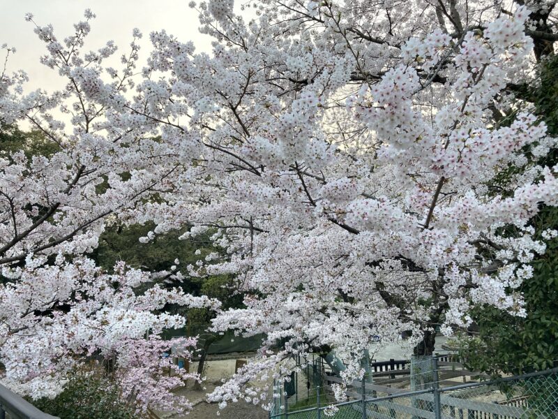五月山公園の満開の桜