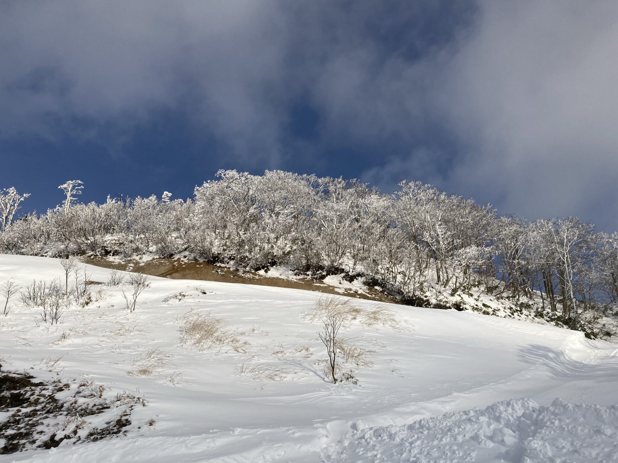 「奥伊吹スキー場」のゲレンデの凍った木々