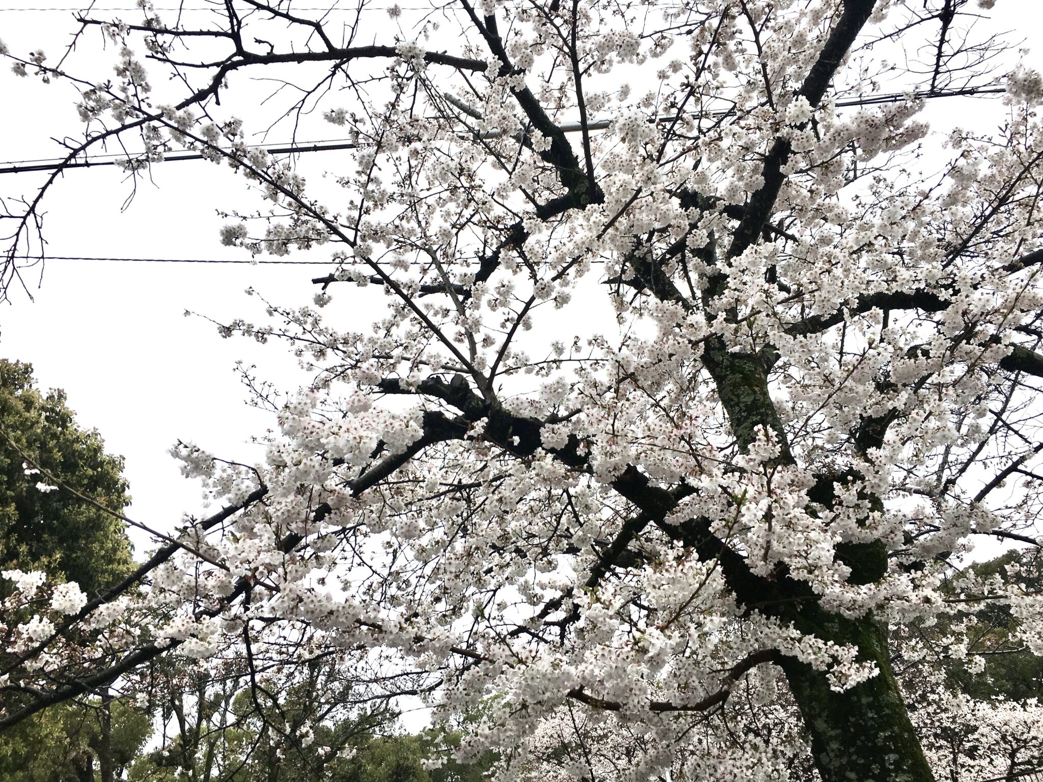 五月山の桜1