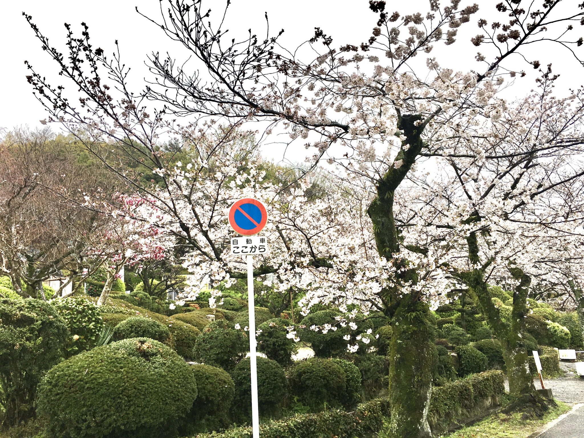 五月山の桜4