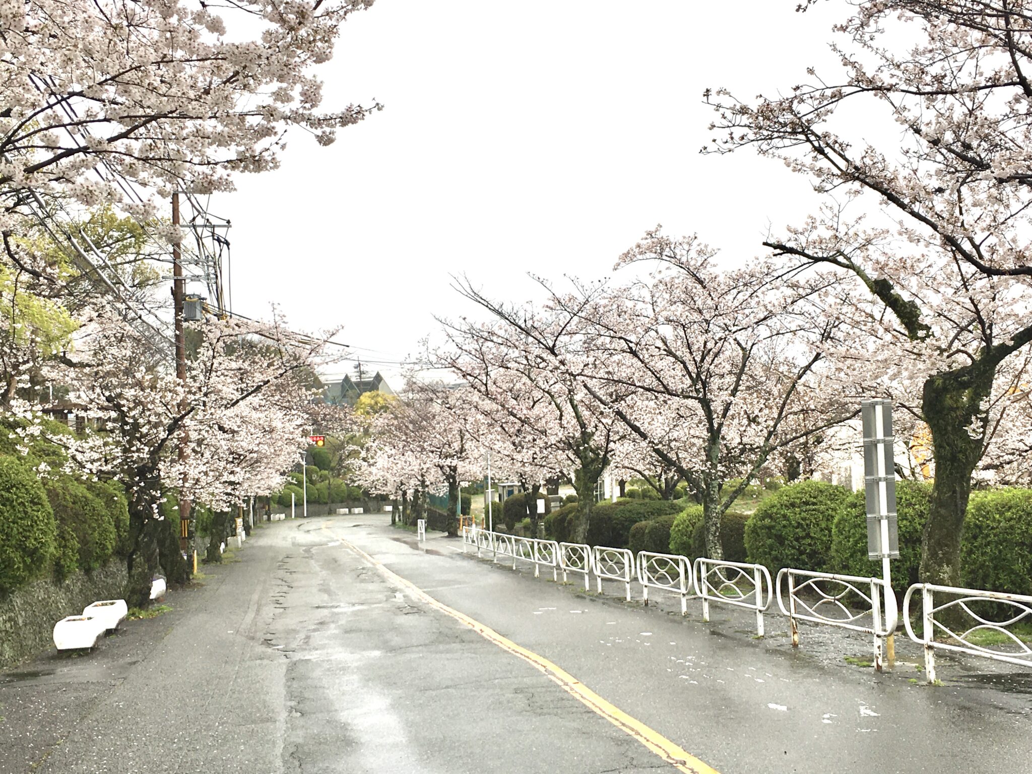 五月山の桜2