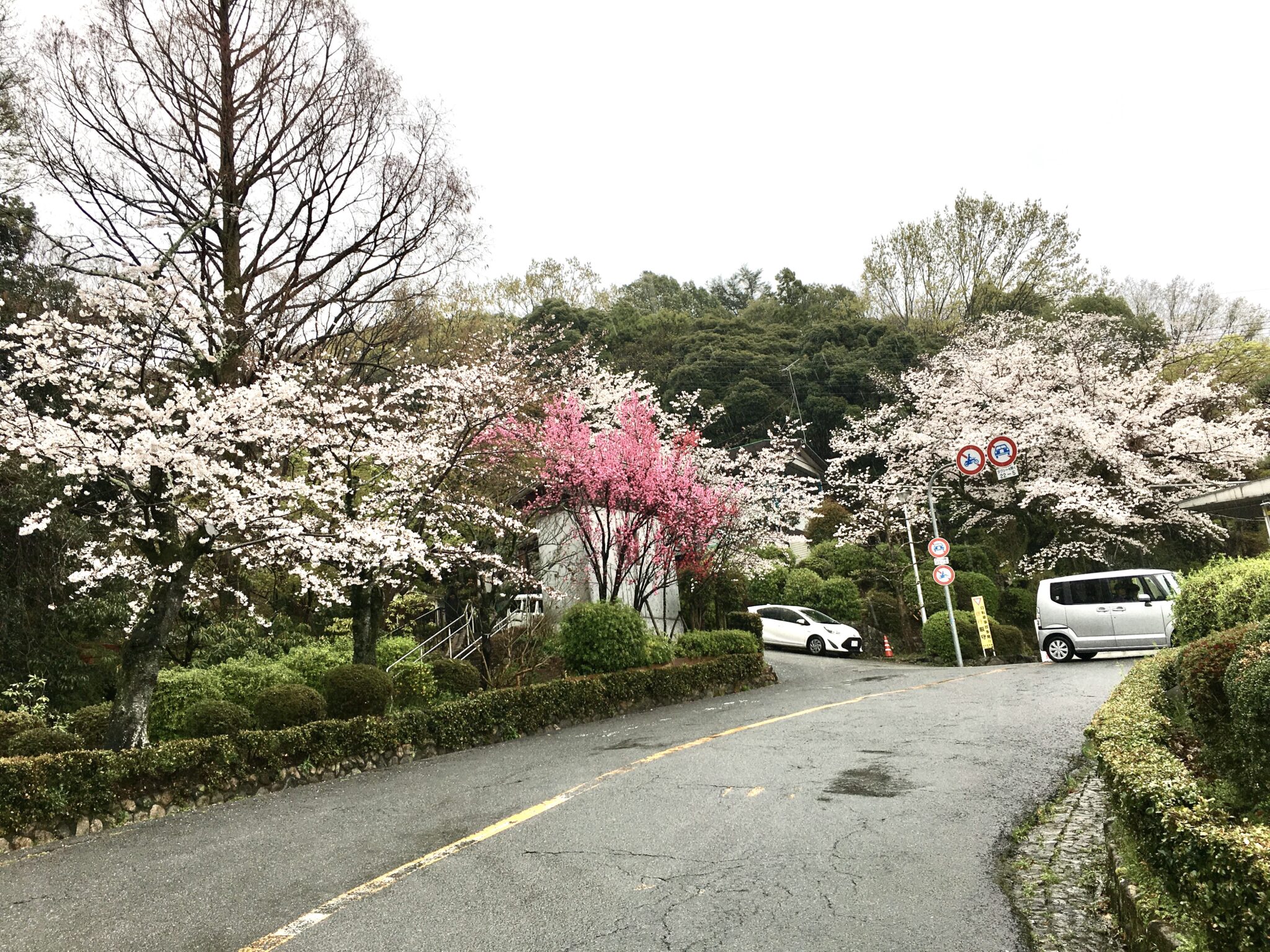 五月山の桜6