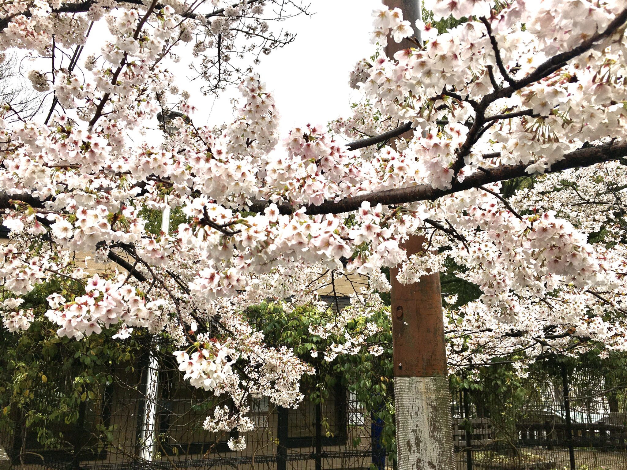 五月山の桜5