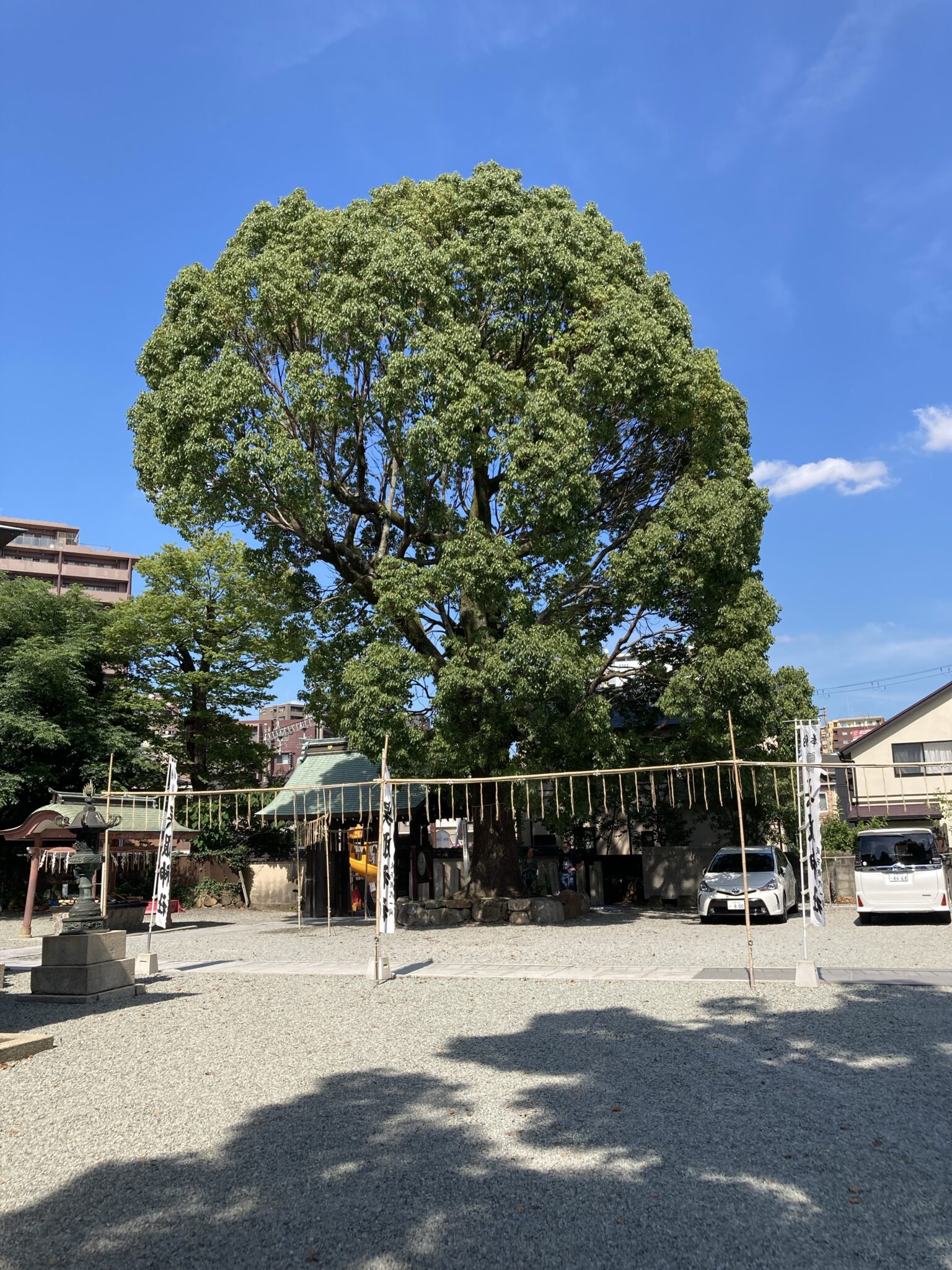 呉服神社の大木